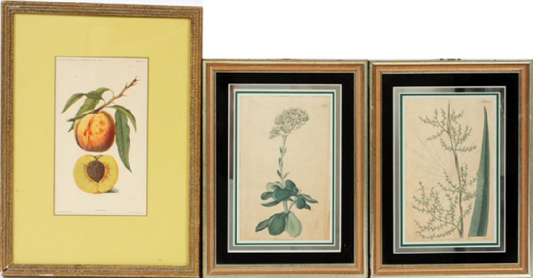 THREE HAND-COLORED BOTANICAL PRINTS (1 of 2)