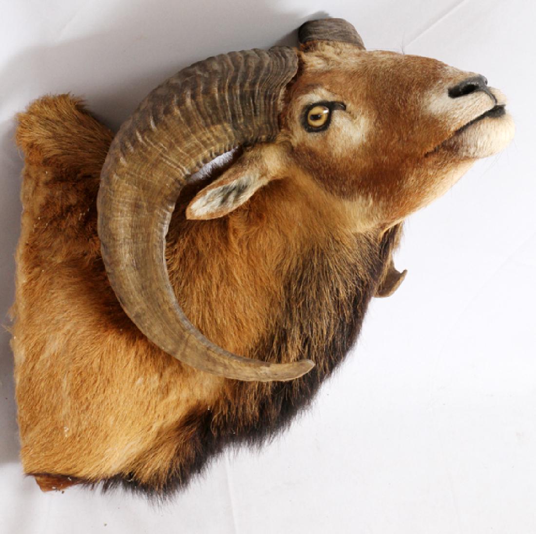 MOUFLON RAM SHOULDER TROPHY MOUNT