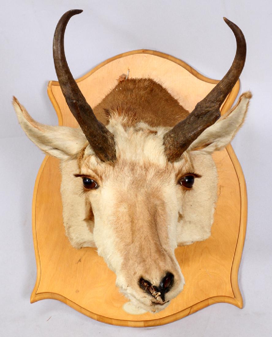 PRONGHORN ANTELOPE SHOULDER TROPHY MOUNT