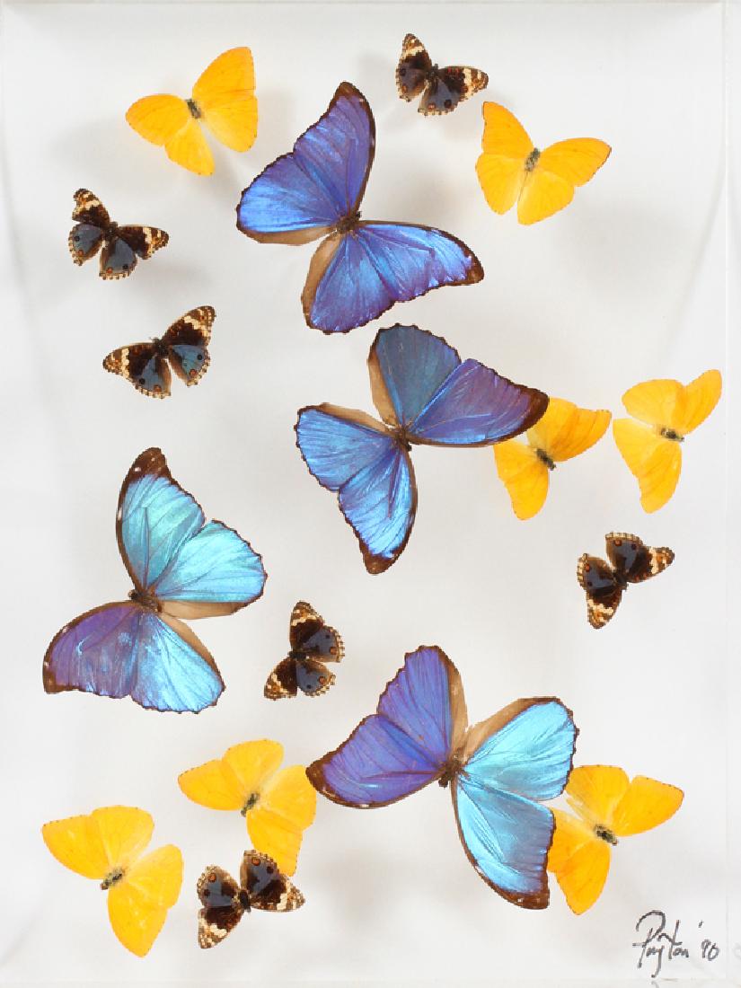 BUTTERFLY COLLECTION: BUTTERFLY COLLECTION, H 17", W 13":Seventeen butterflies mounted in a clear acrylic shadow box case. Signed on the inside lower right corner "Payton '90".