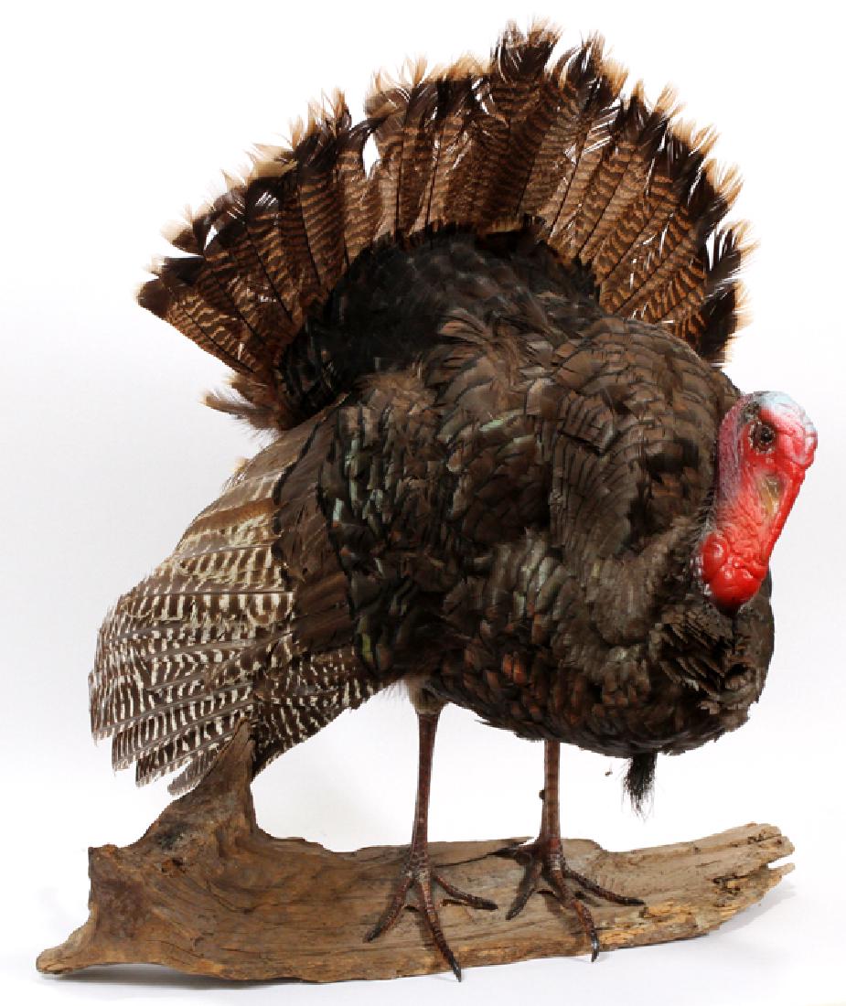 WILD TURKEY TROPHY MOUNT: WILD TURKEY TROPHY MOUNT H 30", L 31":Full body mount of a wild turkey. Mounted on a piece of drift wood.