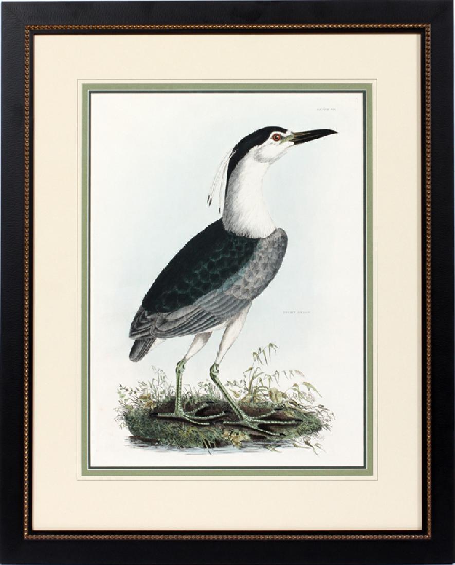 JOHN PRIDEAUX SELBY ENGRAVING 1825 (1 of 3)