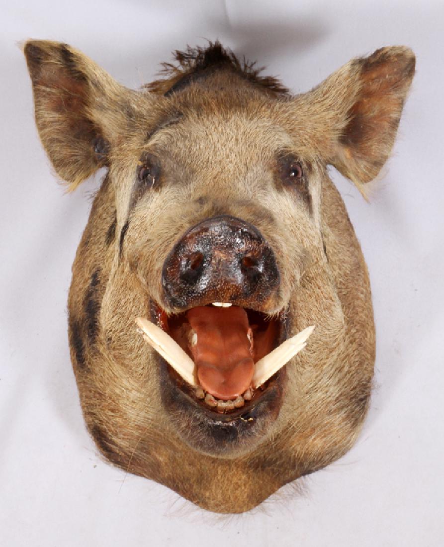 WILD BOAR SHOULDER TROPHY MOUNT: WILD BOAR SHOULDER TROPHY MOUNT, H 20", W 14", D 22":Wild boar shoulder trophy mount.