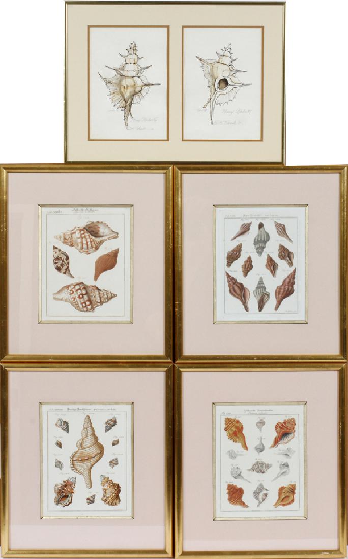 FRAMED ENGRAVINGS OF SEASHELLS FIVE, H 8", W 6" (1 of 4)