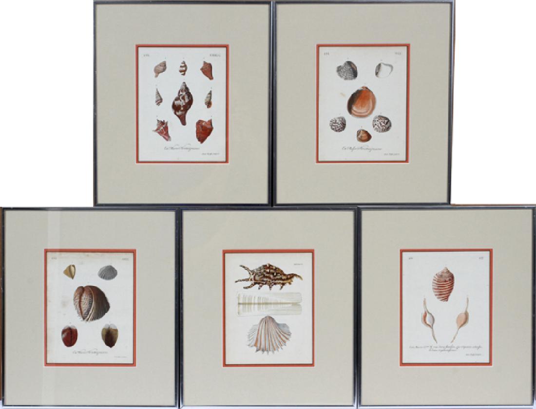 AFTER GEORG-WOLFGANG KNORR ENGRAVINGS OF SHELLS (1 of 3)