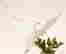 item-65190402=2