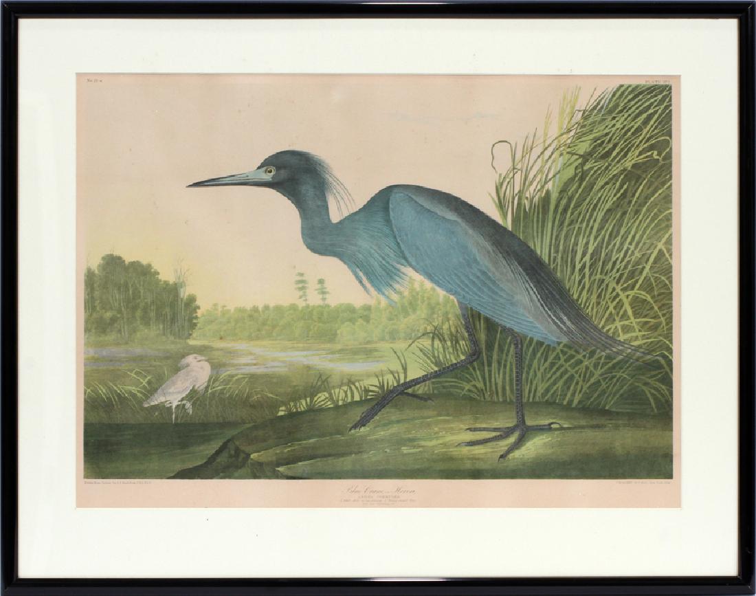 JOHN JAMES AUDUBON CHROMOLITH BLUE CRANE OR HERON: JOHN JAMES AUDUBON, CHROMOLITH, BLUE CRANE OR HERON 1860 H 19" W 28.5" :Chromolith by J. Bien, New York, 1860. "Ardea Coerulea", 1. Adult male spring plumage 2. Young second year. View near Charleston