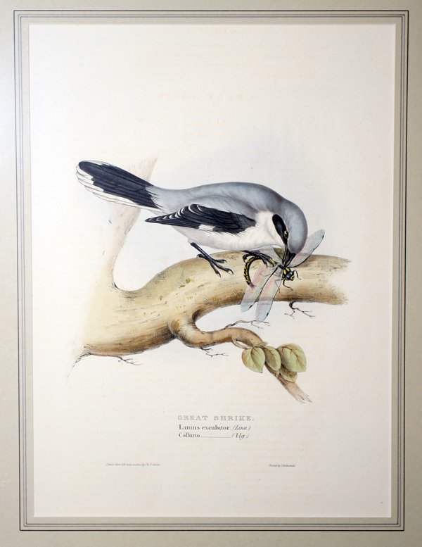 J & E GOULD LITHO 15" X 19", 'GREAT SHRIKE'