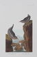 AFTER JOHN JAMES AUDUBON, OFFSET LITHOGRAPHIC - 2