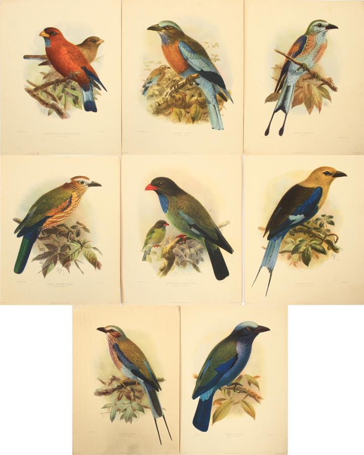 J. G. KEULEMANS ANTIQUE HAND COLORED BIRD PRINTS (1 of 12)