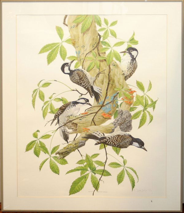 ROBIN HILL LITHO 'RED-COCKADED WOODPECKER': ROBIN HILL (AUSTRALIAN, 1932), LITHOGRAPH, # 137/350, 28 3/4" X 21 1/4", 'RED-COCKADED WOODPECKER':Signed and numbered at the lower right; matted, under glass and framed.