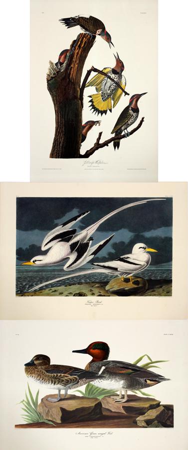 AFTER J.J. AUDUBON OFFSET MODERN PRINTS, 3 (1 of 13)