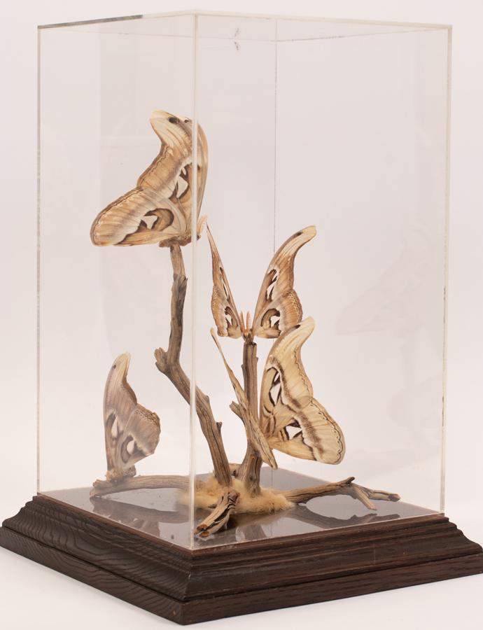 BUTTERFLY SPECIMEN IN CASE: BUTTERFLY SPECIMEN IN CASE, H 17", W 11.25" (CASE) A collection of 4 butterflies. Each are perched on a branch on animal hide. Acrylic case measures H 17" x W 11.25" x D 11.25". Specimen configuration