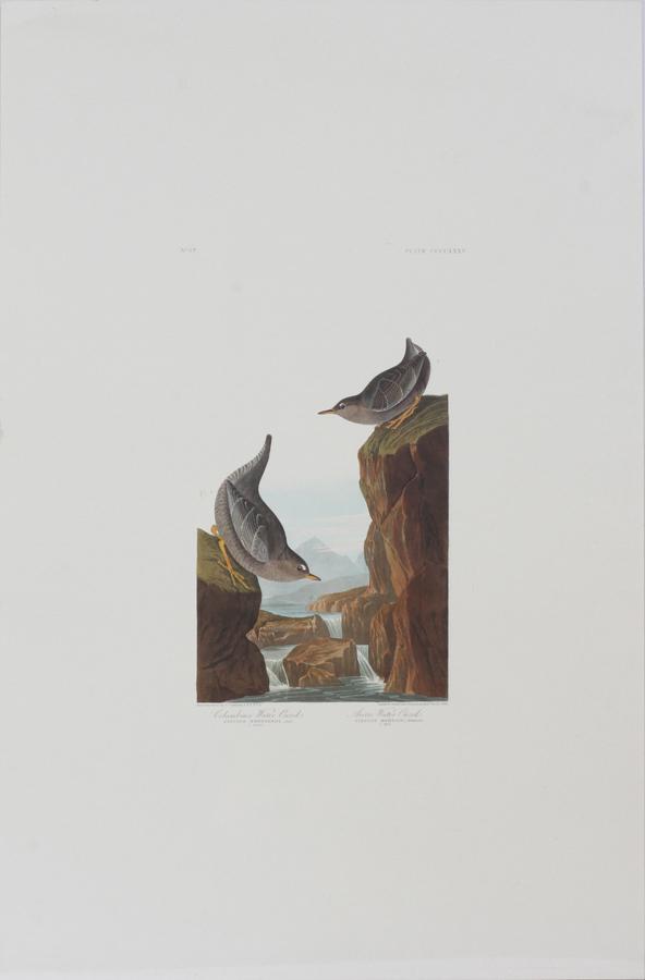 AFTER JOHN JAMES AUDUBON OFFSET LITHOGRAPH (1 of 4)