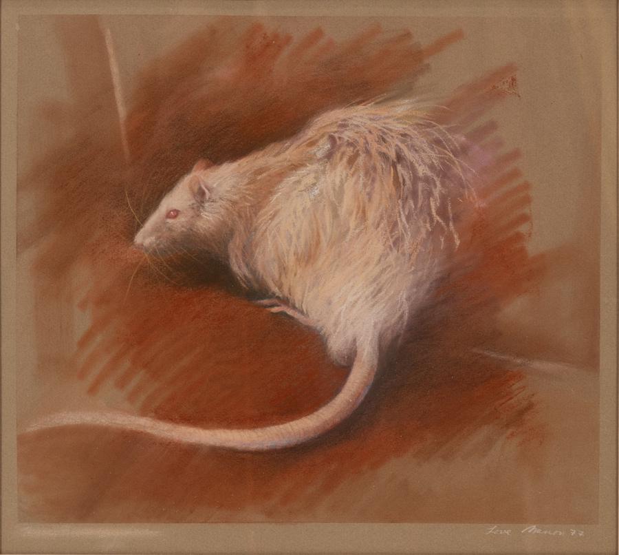 PASTEL ON PAPER, 1977, H 12" W 14" WHITE RAT: PASTEL ON PAPER, 1977, H 12" W 14" WHITE RAT Pastel on tan paper. Inscribed "Love Marion?" Metal frame: 20" x 19". Artist unknown. "Property from the sale of unaccessioned items from the Estate of Jam