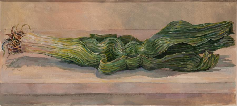 WATERCOLOR AND GOUACHE, H 7" W 17" STUDY OF LEEK (1 of 4)