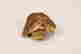 item-99204693=6