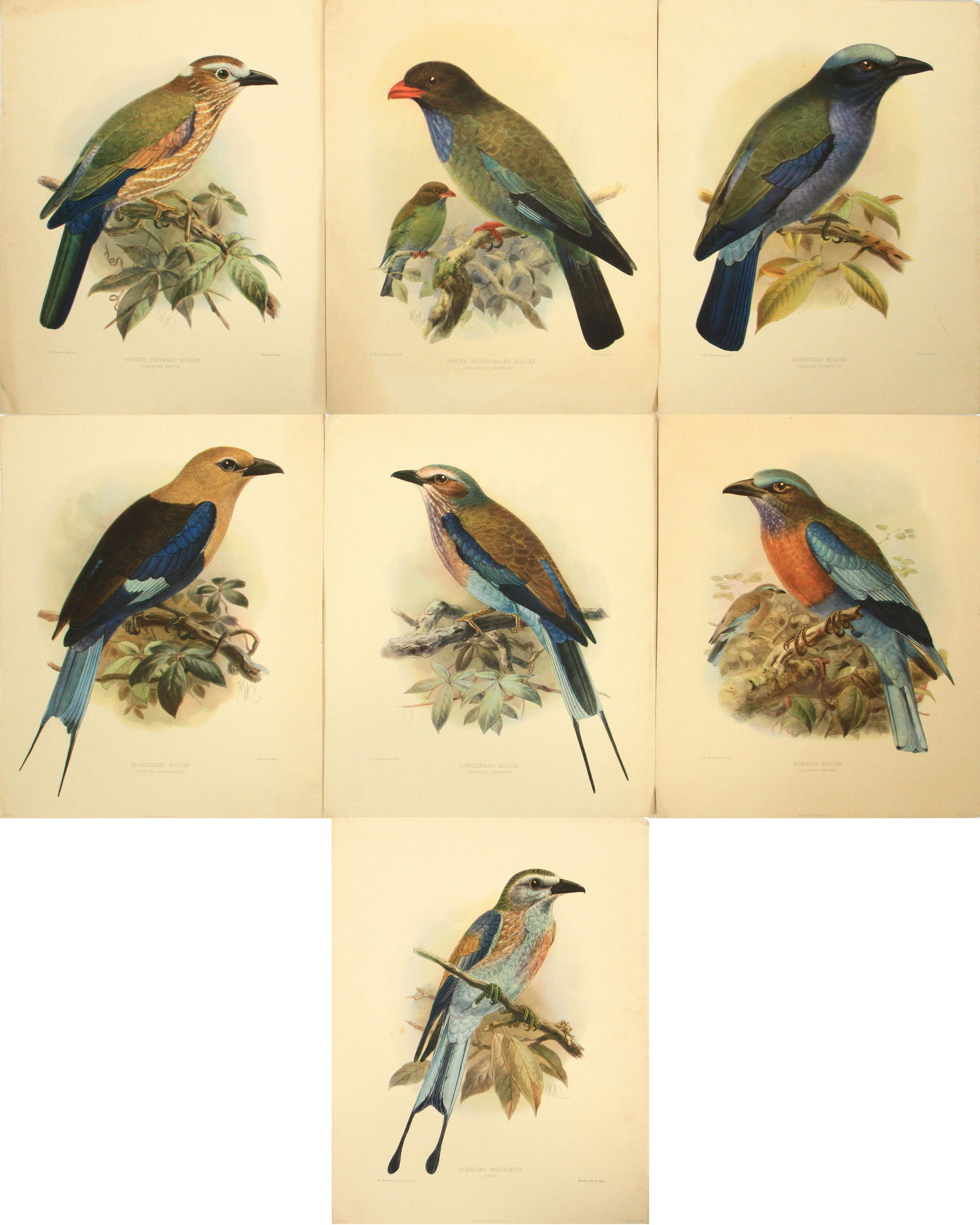 J.G. KEULEMANS BURMESE 'ROLLER WILD BIRDS OF BURMA' (1 of 10)