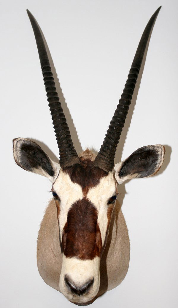 020065 AFRICAN TROPHY MOUNT, GEMSBUCK (ORYX), H 50",