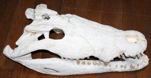 AFRICAN CROCODILE SKULL H 9", W 14", L 24": AFRICAN CROCODILE SKULL H 9", W 14", L 24": From the Collection of Alfred S. Warre