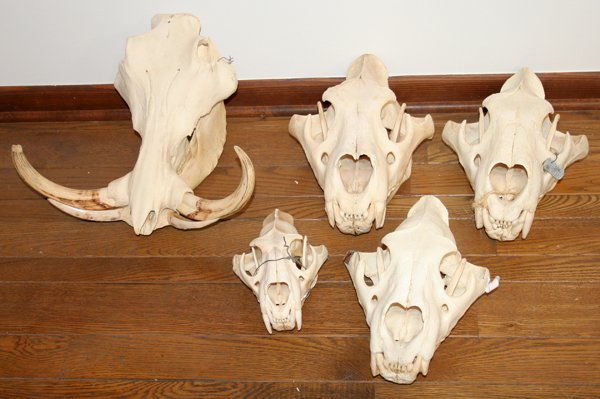 AFRICAN WARTHOG AND LION SKULLS,5, L 10"-15": AFRICAN WARTHOG AND LION SKULLS, FIVE, L 10"-15":One of warthog, four lion; From the Collection of Alfred S. Warren.