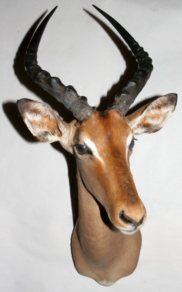 AFRICAN TROPHY MOUNT, IMPALA, H 27", W 14", : AFRICAN TROPHY MOUNT, IMPALA, H 27", W 14", D 18":Shoulder wall mount with horns measuring: L 11 5/8, W 10".