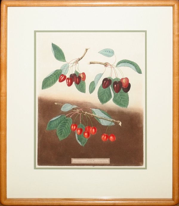 GEORGE BROOKSHAW (GB 1751-1823) PRINT 17" X 13": GEORGE BROOKSHAW (GB 1751-1823) PRINT 17" X 13" 'CHERRIES':Print of an etching which is framed and matted under glass.