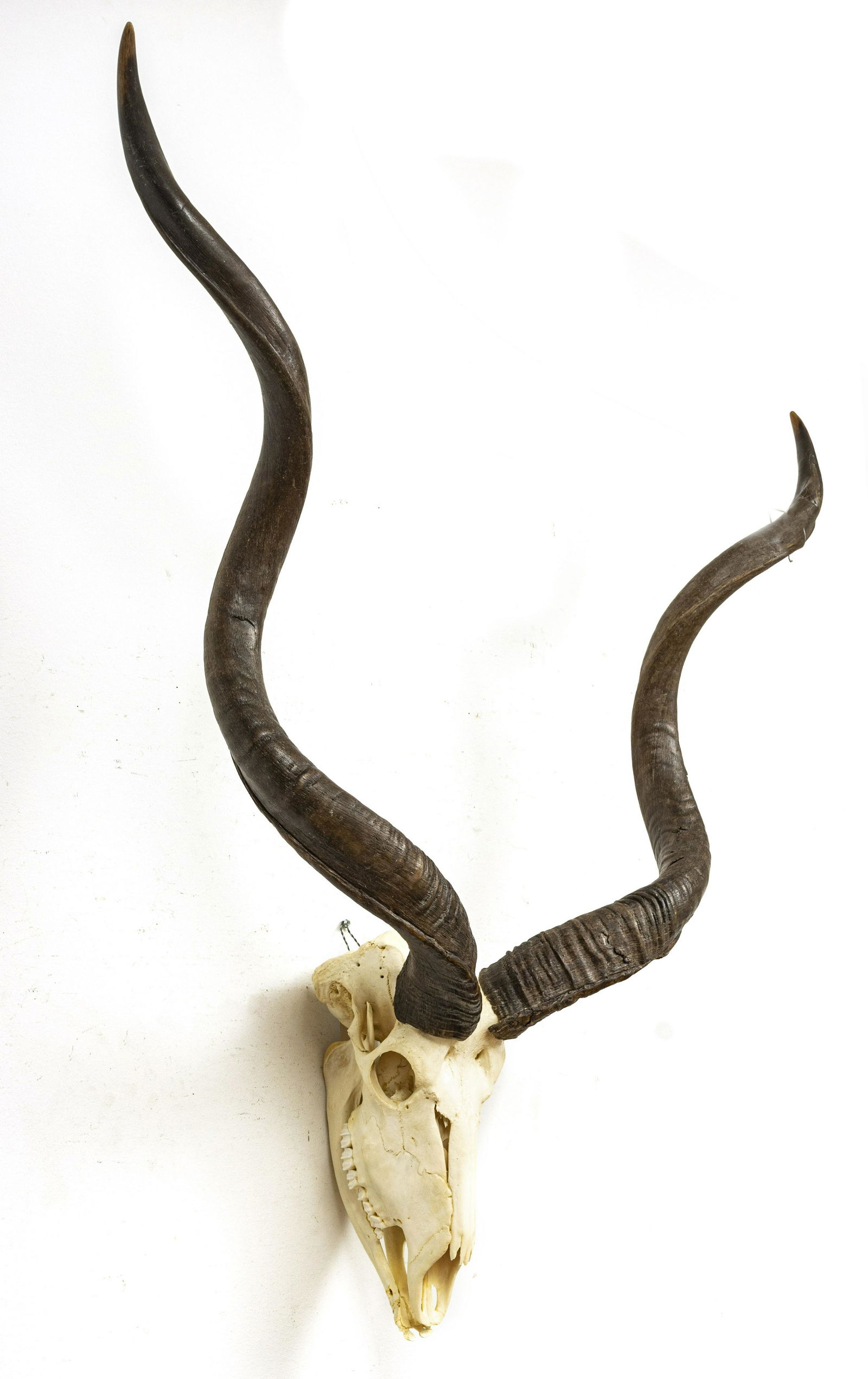 GREATER KUDU SKULL WITH HORNS: GREATER KUDU SKULL WITH HORNS, MAXILLA & MANDIBLE LABEL H 40" Maxilla & Mandible specializes in the acquisition, documentation, preparation, and exhibition of dinosaurs and other fossils for museums,