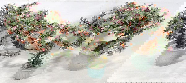 CHINESE HARD STONE MINIATURE TREES AND ROSE PLA: CHINESE HARD STONE MINIATURE TREES AND ROSE PLANT, 3 PCS., H 8" - 12", W 5" - 20":includes two small jade trees, 12" H x 20 W; one white rose plant with jadeite petals and leaves, 8" H x 5" W; all in