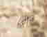 item-117382005=2