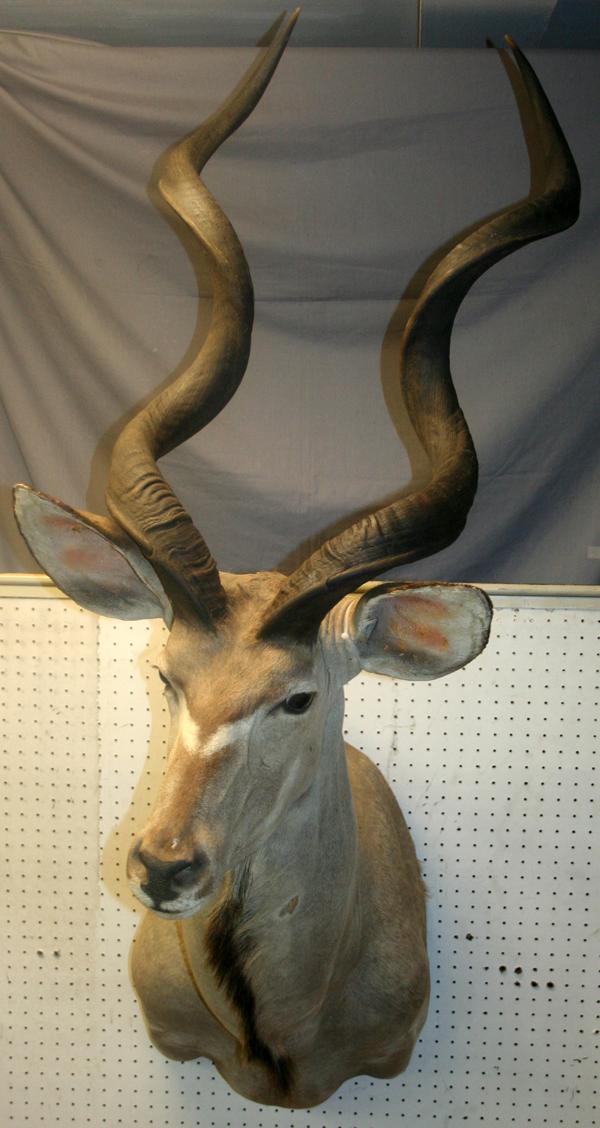 AFRICAN GREATER KUDU SHOULDER MOUNT H 68" W 18": AFRICAN GREATER KUDU SHOULDER MOUNT, H 68", W 18":wall mount;