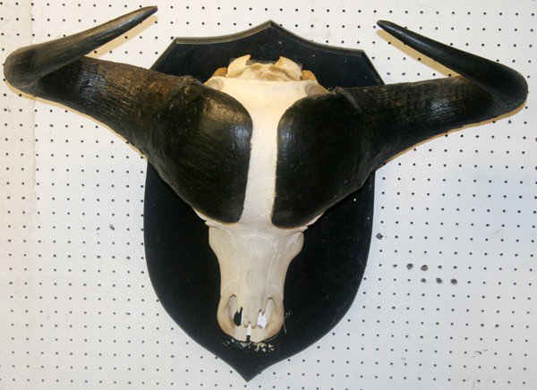 AFRICAN CAPE BUFFALO SKULL AND HORN MOUNT H 30": AFRICAN CAPE BUFFALO SKULL AND HORN MOUNT, H 30", W 30":mounted on a black painted wood wall plaque