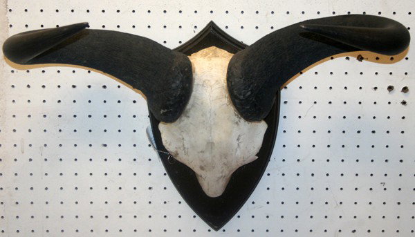 WILDEBEEST SKULL AND HORN WALL MOUNT;, H 19",: WILDEBEEST SKULL AND HORN WALL MOUNT;, H 19", W 24":mounted on a wood wall plaque;