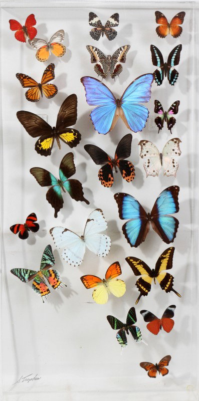 BUTTERFLY SPECIMENS MOUNTED IN SHADOW BOX: BUTTERFLY SPECIMENS MOUNTED IN LUCITE SHADOW BOX, 30" X 15":30" x 15"; a total of 22 butterflies;
