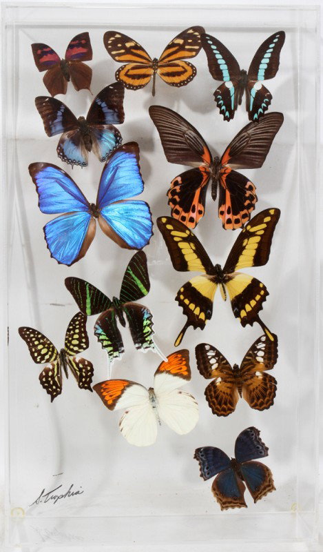 BUTTERFLY SPECIMENS MOUNTED IN SHADOW BOX 17" X: BUTTERFLY SPECIMENS MOUNTED IN LUCITE SHADOW BOX 17" X 10":12 butterflies;