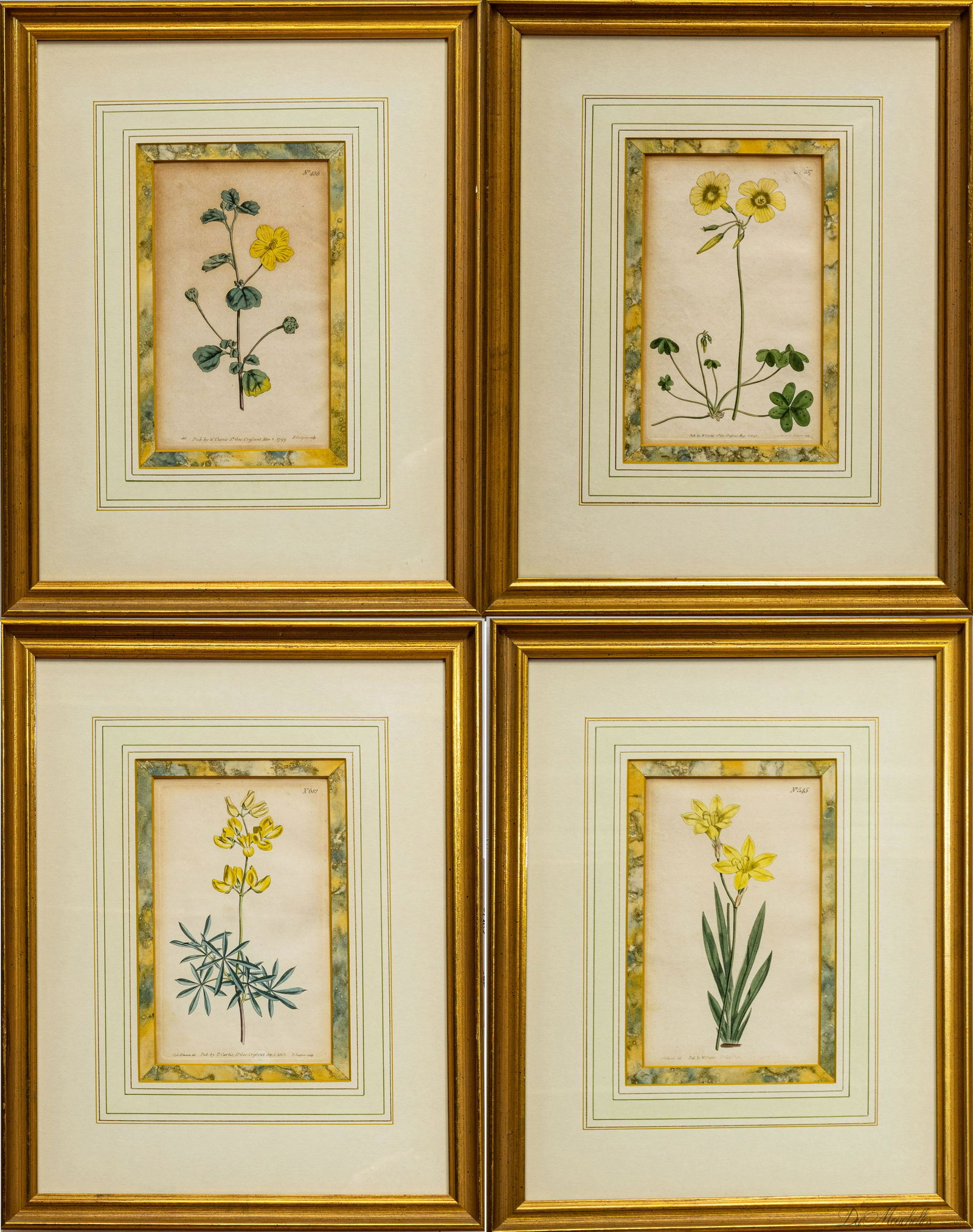 CURTIS, BOTANICAL PRINTS, 19TH.C. SET OF FOUR, H 8" W 4 3/4" CURTIS BOTANICAL MAGAZINE (1 of 13)