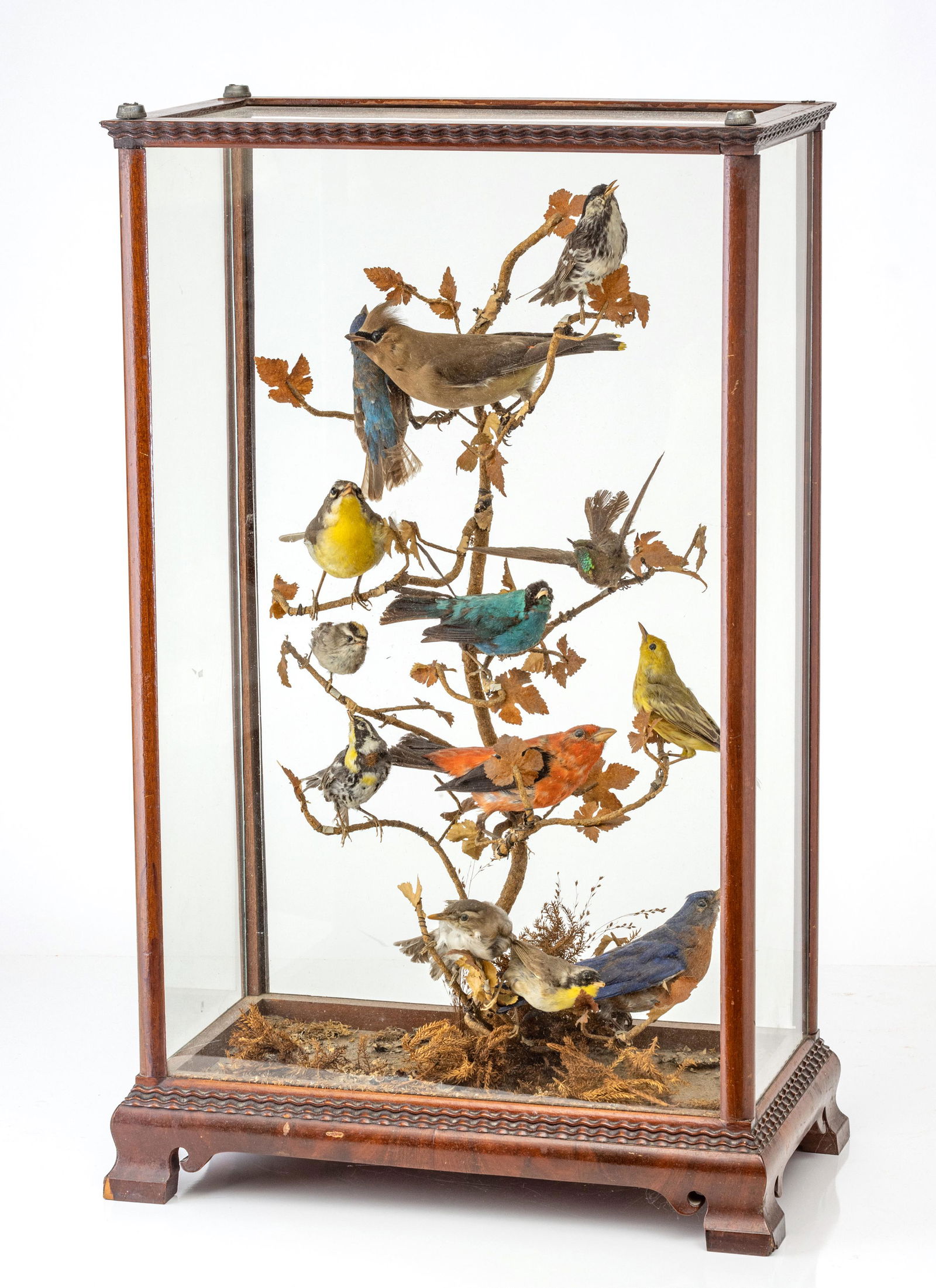 VICTORIAN TAXIDERMY BIRDS DIORAMA, C. 1870, H 24", W 14.5" (1 of 6)