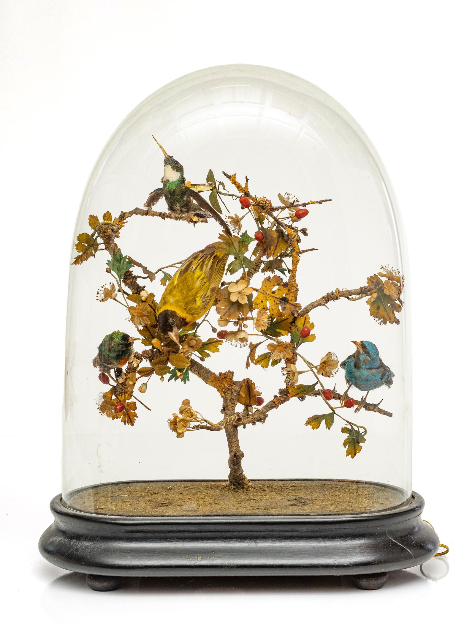 VICTORIAN TAXIDERMY BIRDS DIORAMA, C. 1870, H 16", W 12" (1 of 7)