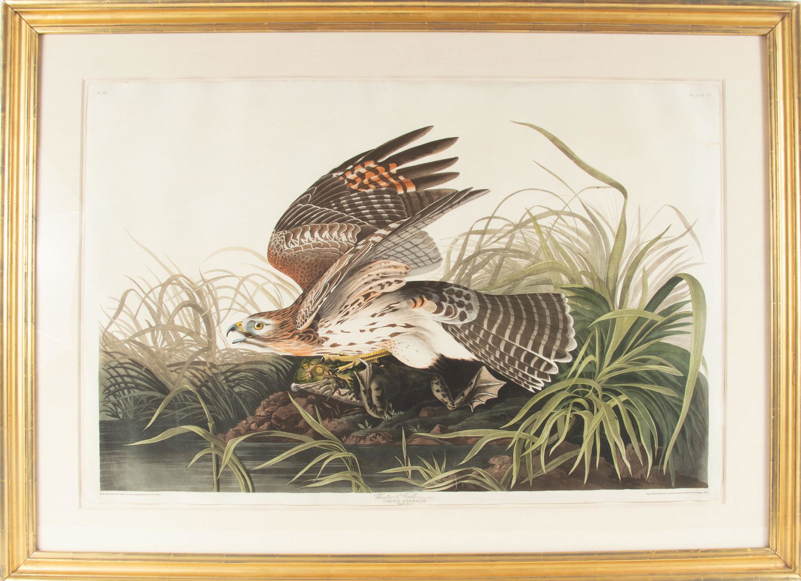 AFTER JOHN JAMES AUDUBON (1785-1851) BY ROBERT HAVELL (1793-1878) ENGRAVING WITH ETCHING, AQUATINT (1 of 11)