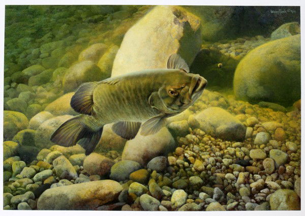 LARRY TOPLE (B. 1941), ACRYLIC ON ARTIST BOARD,: LARRY TOPLE (B. 1941), ACRYLIC ON ARTIST BOARD, 1994, 9" X 13", 'SMALLMOUTH - RIVER BED NYMPH':Michigan artist's original acrylic painting of a smallmouth bass, signed and dated '94, upper right, insc