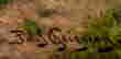 item-131583394=2