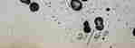 item-131583402=4