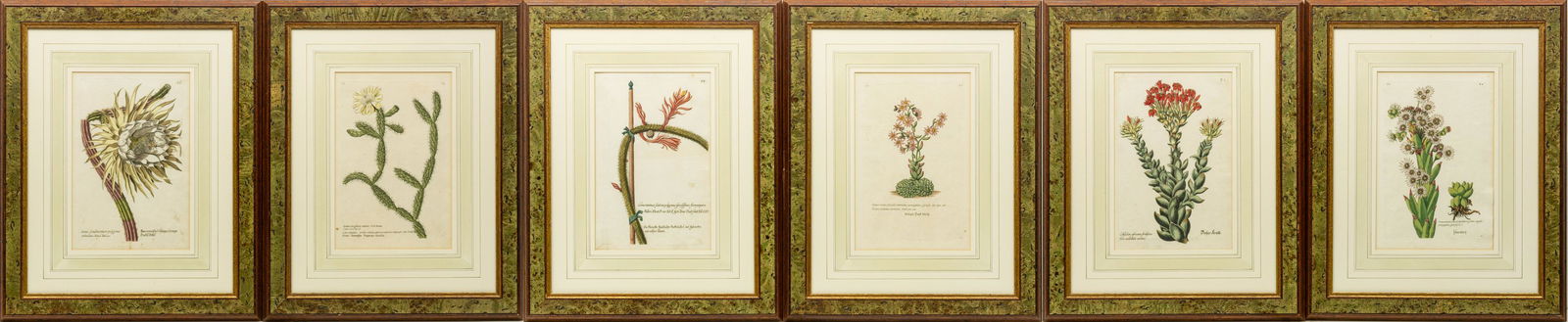 GEORG WOLFGANG KNORR (GERMAN, 1705-1761) HAND COLORED ENGRAVINGS, 6 PCS, H 11.5", W 7.25", (1 of 4)