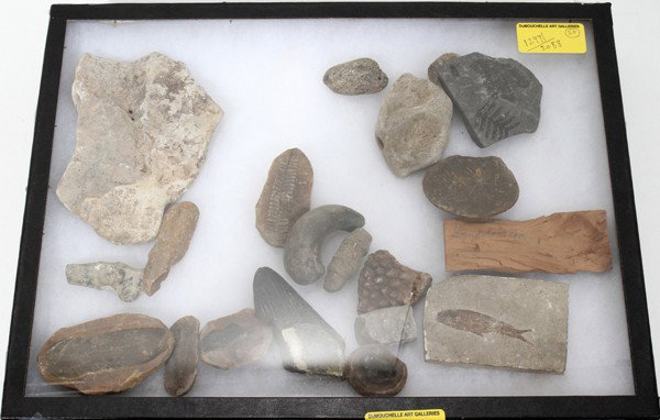 FOSSIL COLLECTION, FISH, PLANT LIFE, ETC. : FOSSIL COLLECTION, FISH, PLANT LIFE, ETC. 20 TOTAL, W 16", L 12":19 fossils, one piece of sandal wood, teeth, tusk, etc; In a display case;
