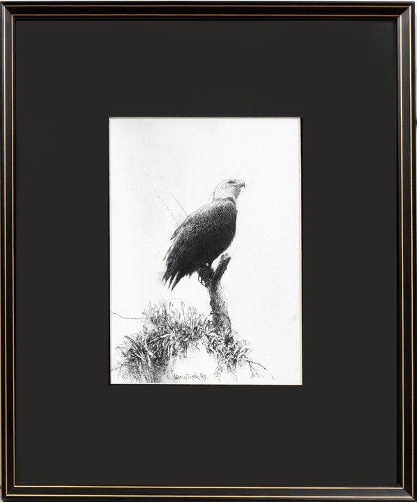 LARRY TOPLE (B. 1941), PENCIL DRAWING, 8" X 6": LARRY TOPLE (B. 1941), PENCIL DRAWING, 8" X 6", BALD EAGLE:Michigan artist's pencil drawing of a bald eagle perched on a tree limb, signed 'Larry Tople' and dated '93, lower left; framed and matted un