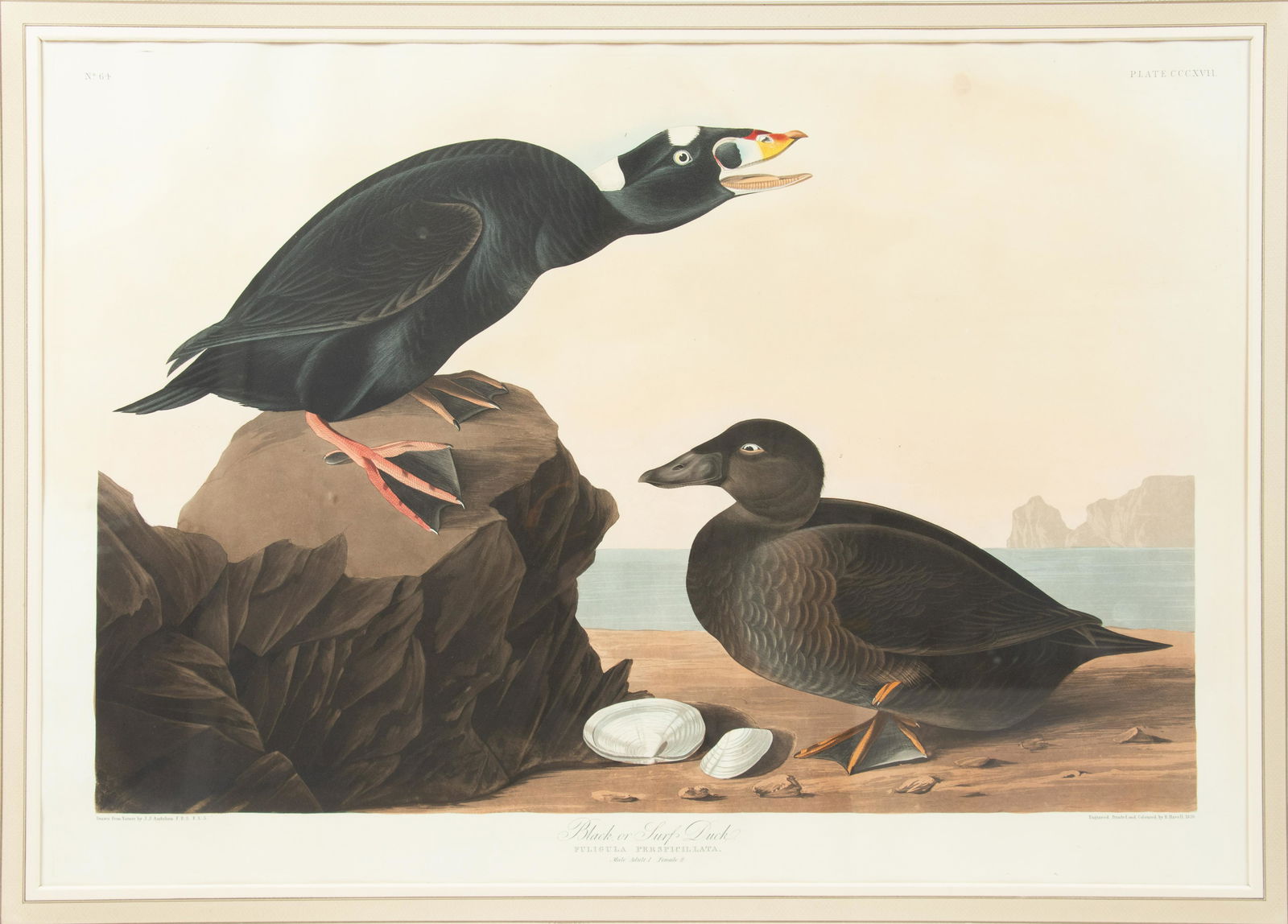 AFTER JOHN JAMES AUDUBON (1785-1851) BY ROBERT HAVELL (1793-1878) ENGRAVING WITH AQUATINT AND (1 of 5)