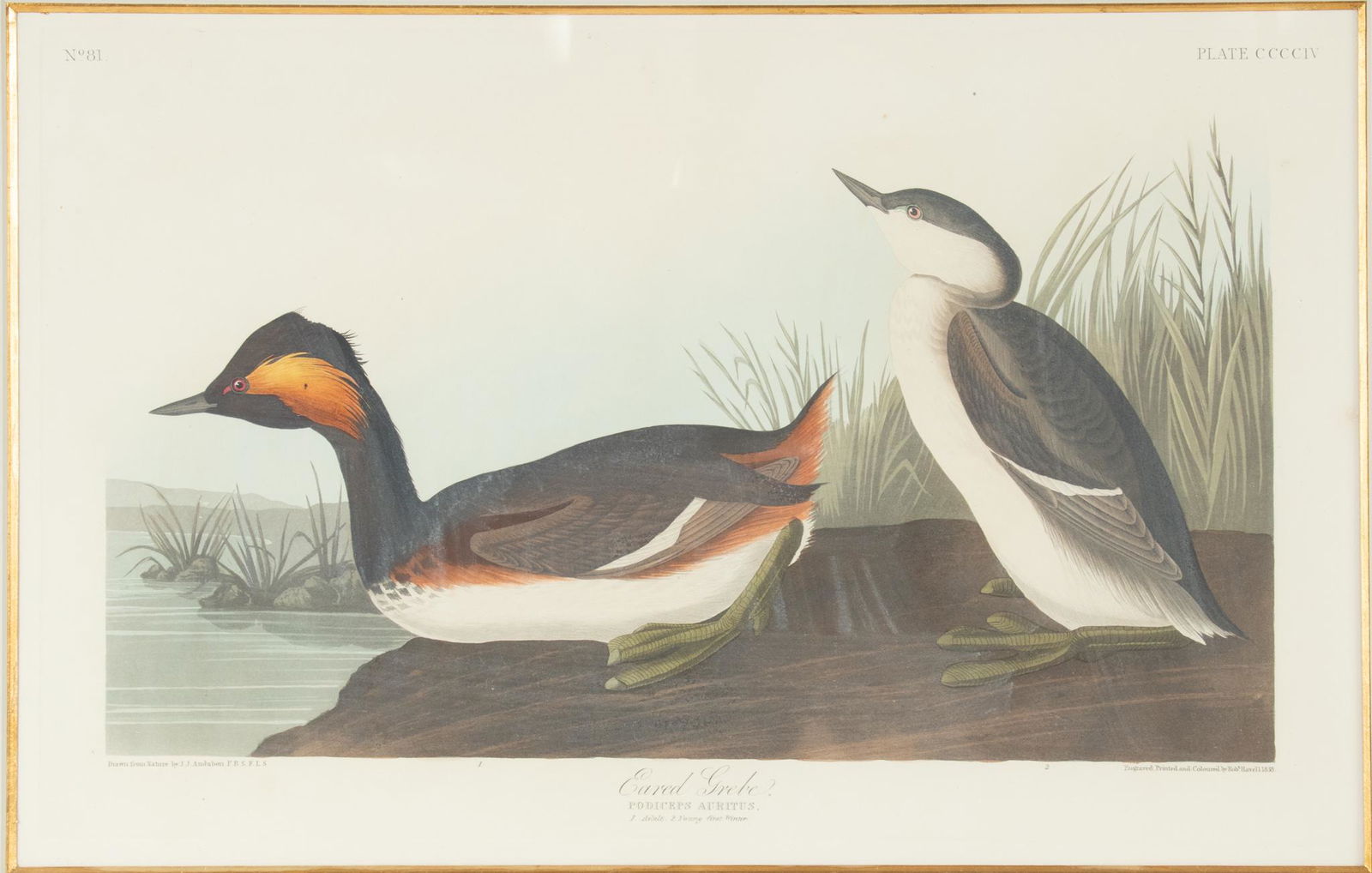 AFTER JOHN JAMES AUDUBON (1785-1851) BY ROBERT HAVELL (1793 - 1878) ETCHING AND AQUATINT WITH HAND (1 of 8)