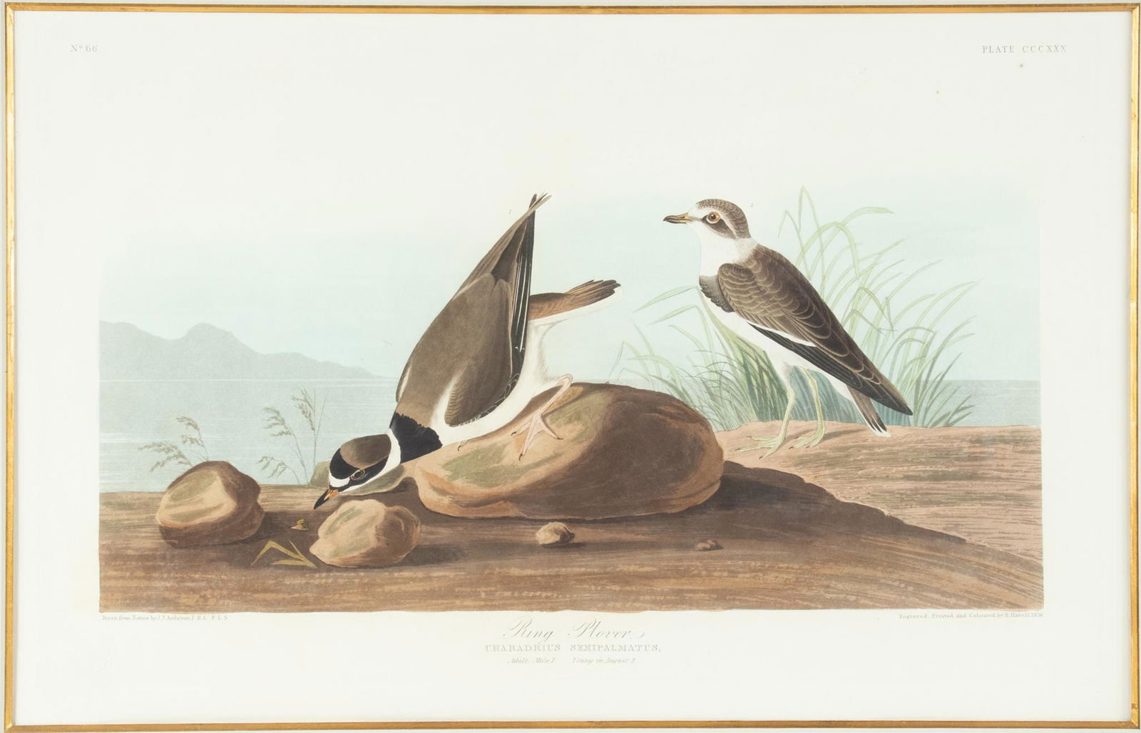AFTER JOHN JAMES AUDUBON (1785-1951) BY ROBERT HAVELL (1793 - 1878) ENGRAVINGS WITH AQUATINT, (1 of 11)