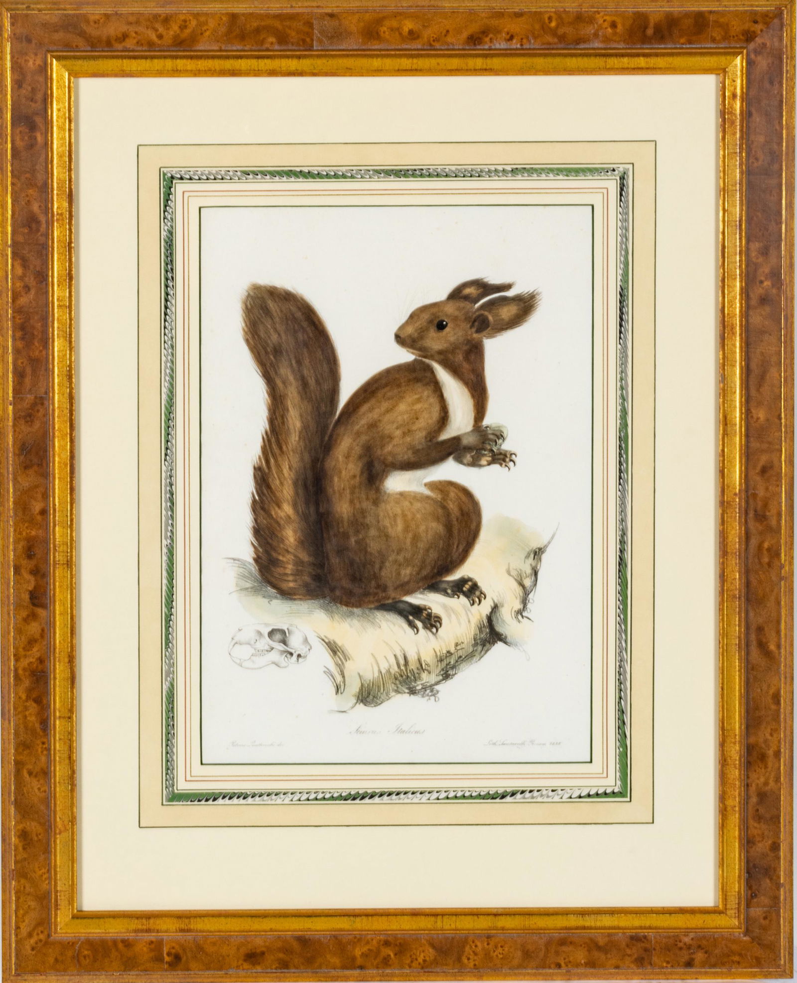 PETRUS QUATTROCCHI, COLORED LITHOGRAPH, SQUIRREL, 1838 H 14", W 10". (1 of 4)
