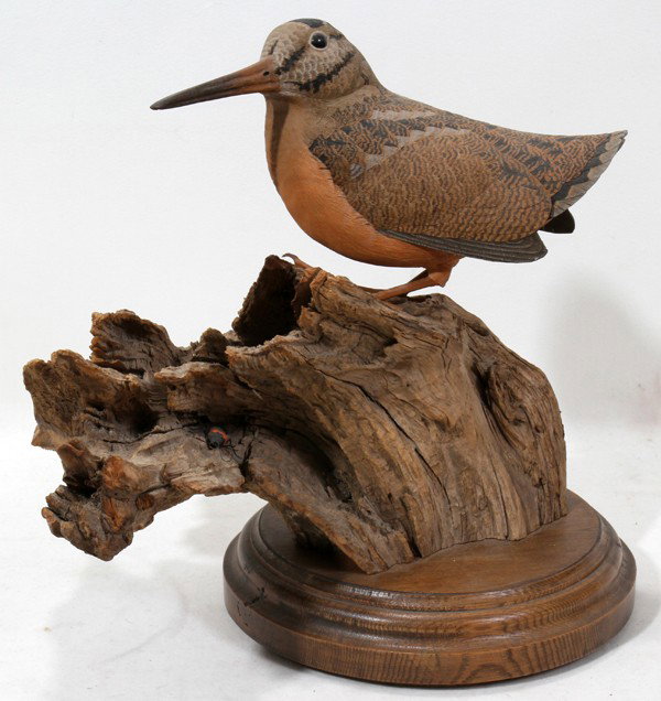 MICHAEL VAN HOEGEN, WOODCOCK ON DRIFTWOOD, L 8": MICHAEL VAN HOEGEN, CARVED WOODCOCK ON DRIFTWOOD, L 8":Signed. Alpena artist.